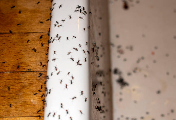 Best Best Pest Control Companies  in Oliver, PA